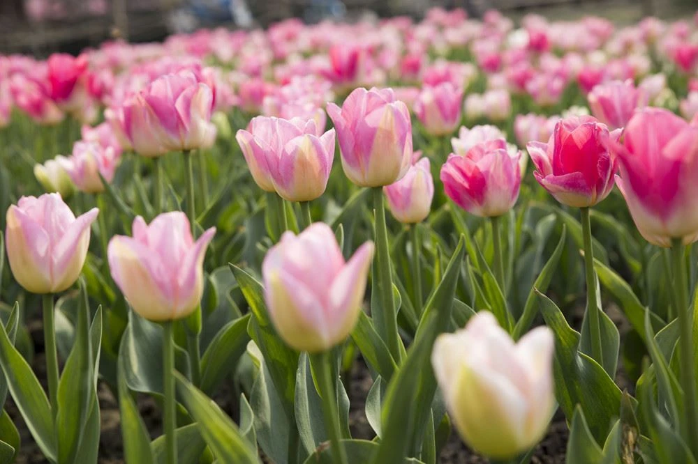 How can tea be used as flower fertilizer